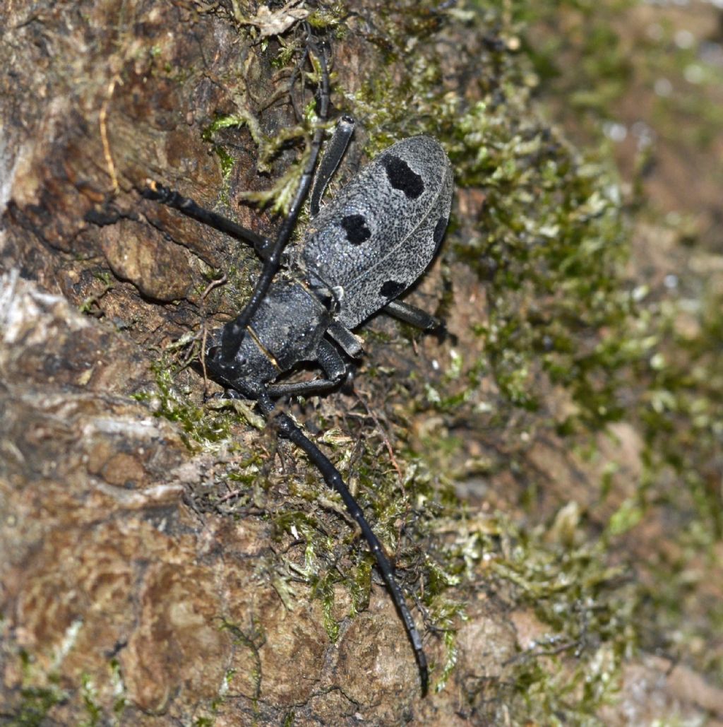 Morimus funereus